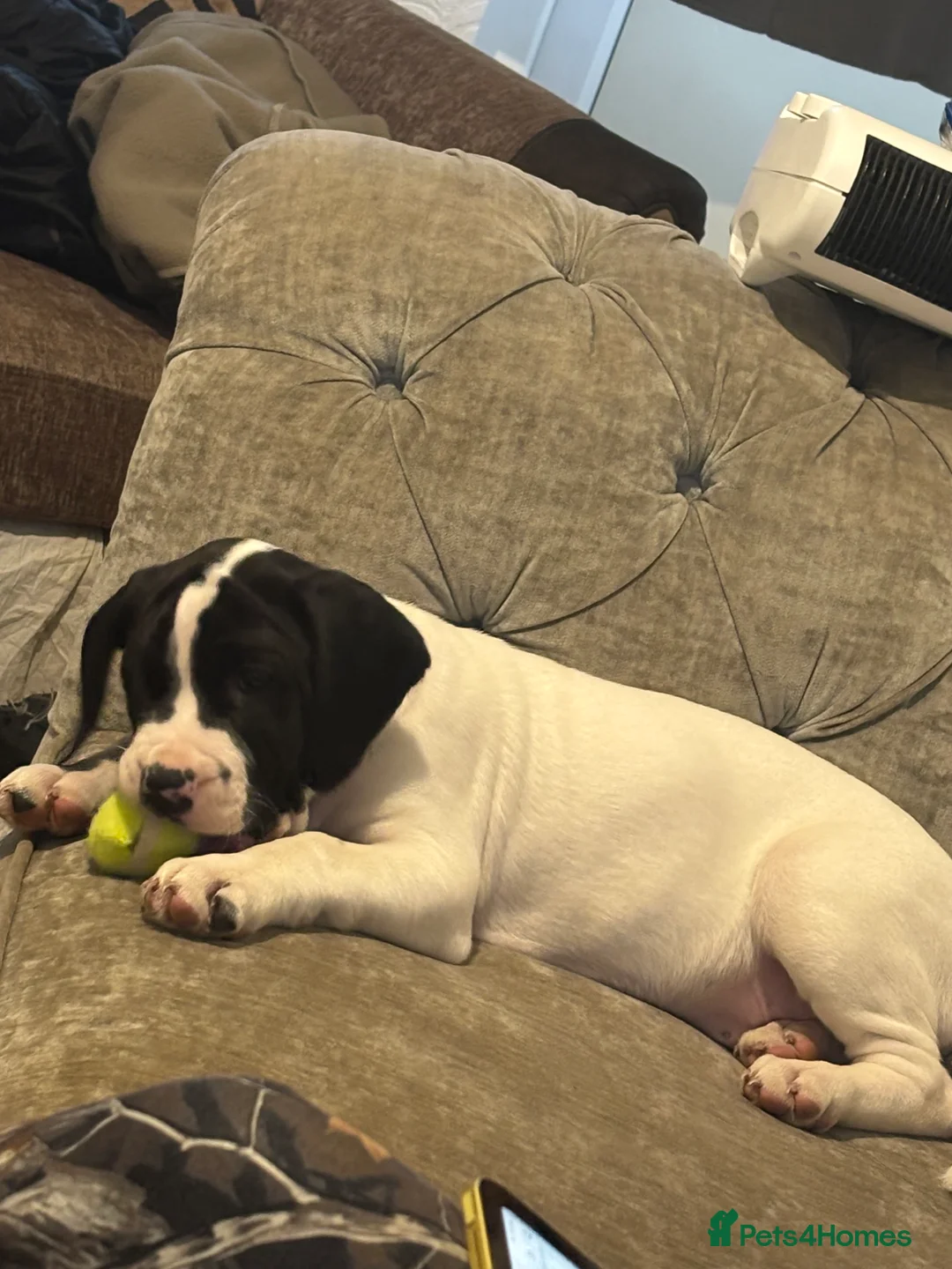 Mixed Breed dogs for sale: Johnson’s American Bulldog X Springer Spaniel in Manchester - Advert 1