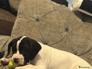 Mixed Breed dogs Johnson’s American Bulldog X Springer Spaniel - Advert 3