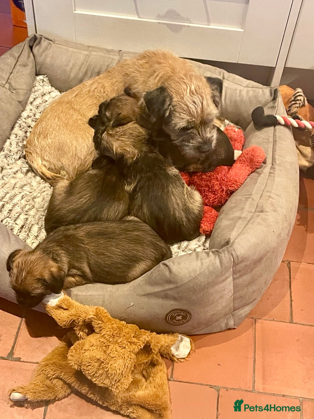 Border Terrier dogs for sale: KC Reg Border Terrier puppies. - Advert 5
