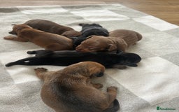 Miniature Dachshund dogs for sale: 1 left KC, PRA Clear, miniature dachshund pups  - Image 11