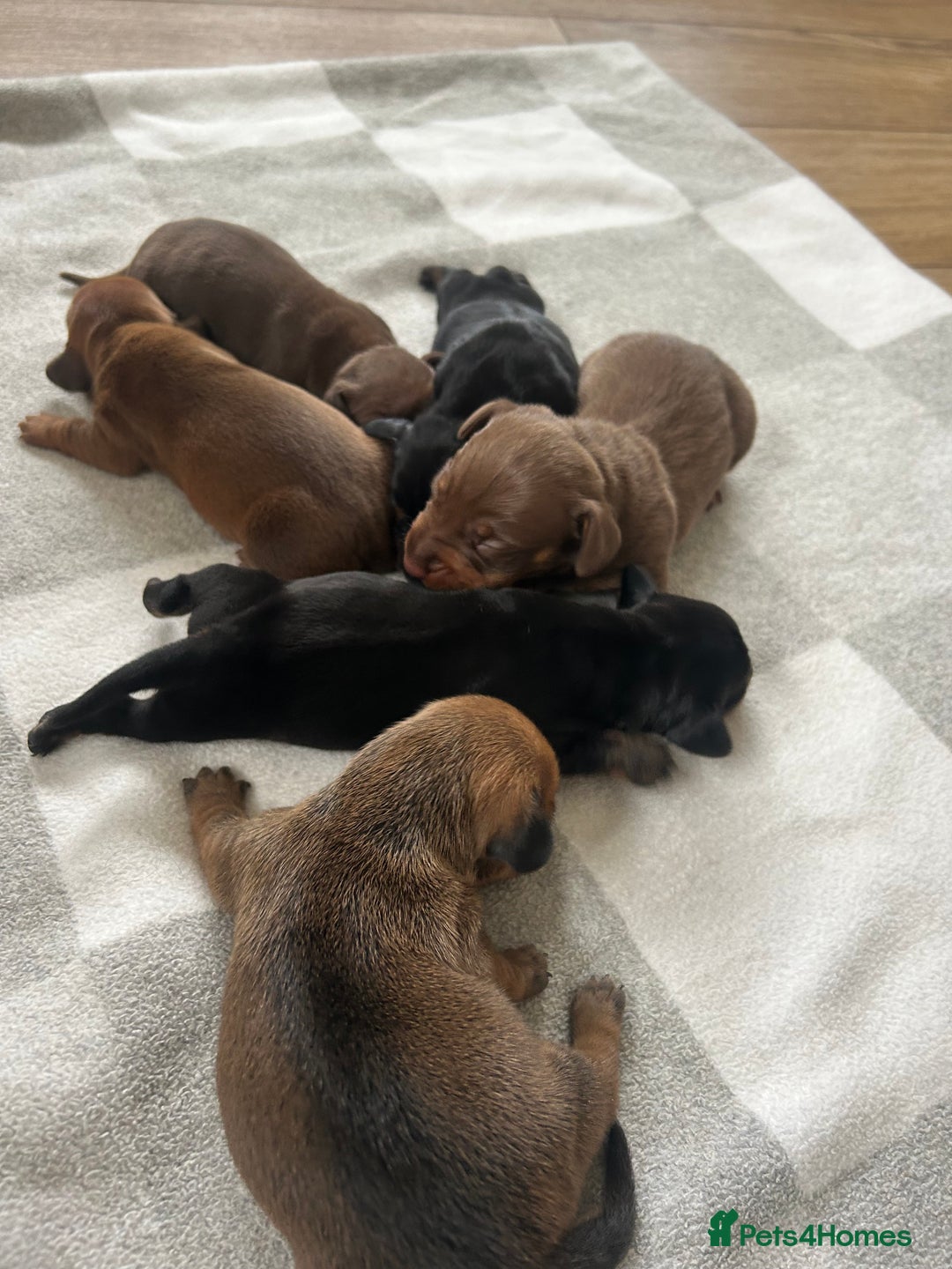 Miniature Dachshund dogs for sale: 1 left KC, PRA Clear, miniature dachshund pups  - Image 11