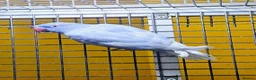 Parrots birds for sale: Beautiful Quality Parrots – Raised With Care in Hereford - Advert 6