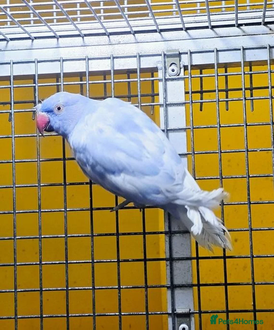 Parrots birds for sale: Beautiful Quality Parrots – Raised With Care in Hereford - Advert 6