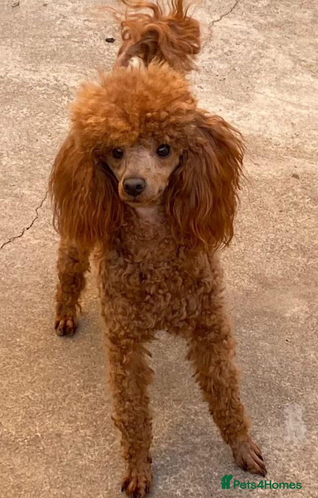 Toy Poodle dogs for sale: Gorgeous KC Toy Poodles  - Image 15