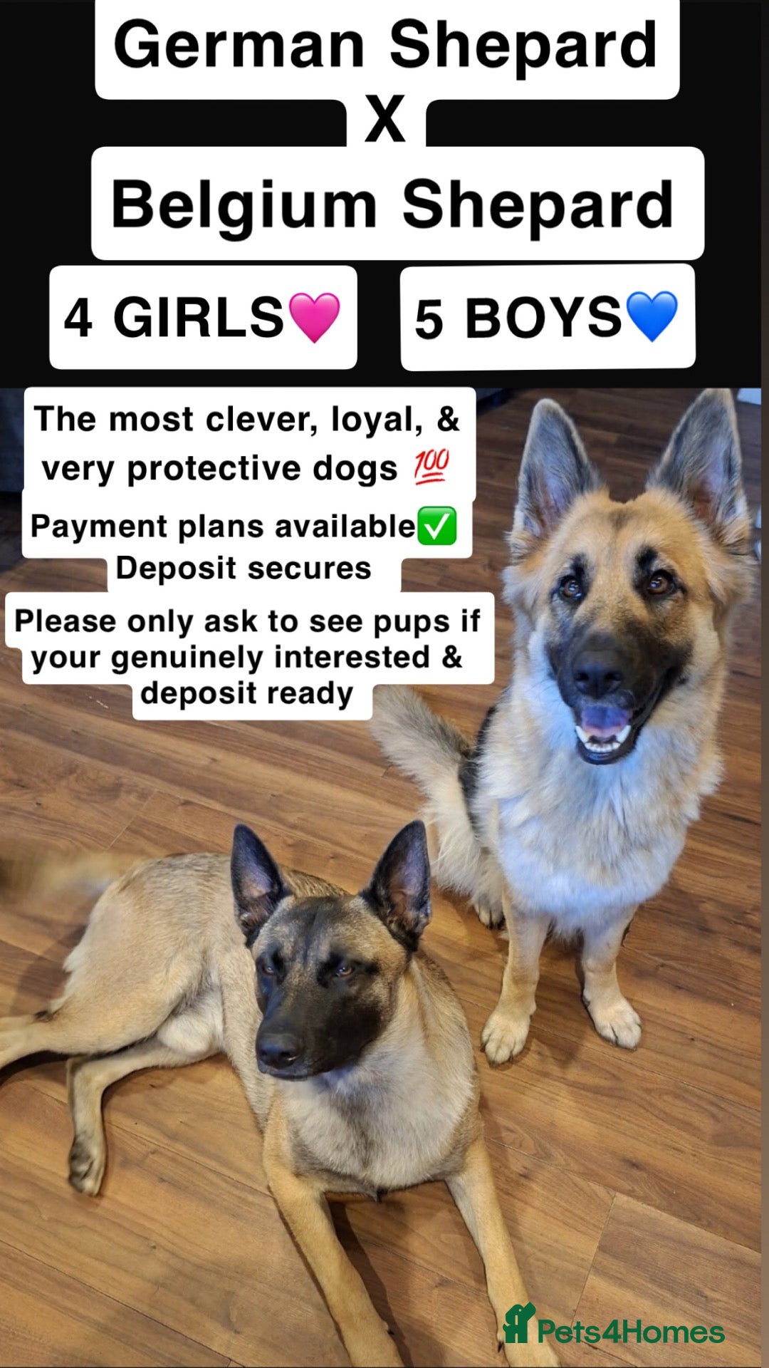 Mixed Breed dogs German Shepard X Belgian Malinois - Advert 1