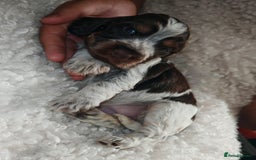 Cocker Spaniel dogs for sale: Kc show cocker spaniel puppies  - Image 19