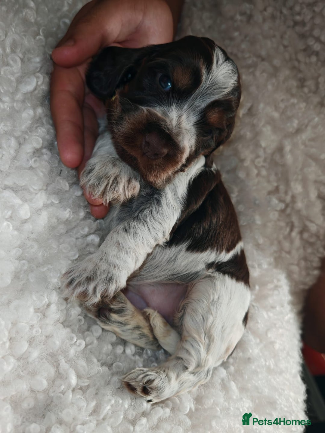 Cocker Spaniel dogs for sale: Kc show cocker spaniel puppies  - Image 19