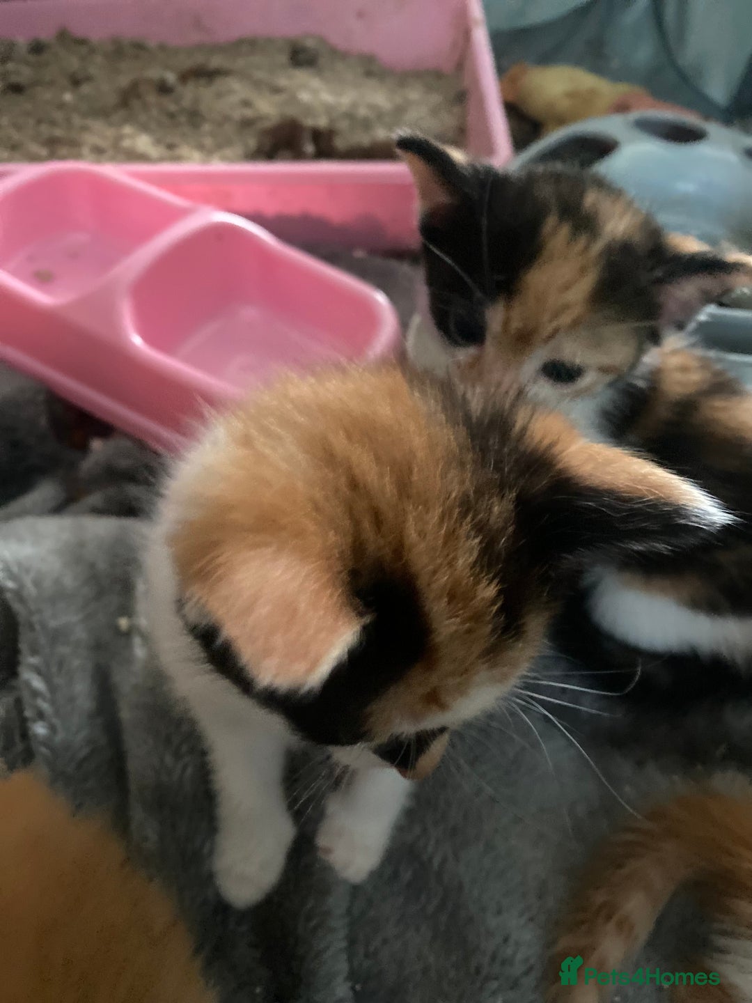 Mixed Breed cats for sale: Fluffy ginger & short fur calico 🐱🤩 - Image 8