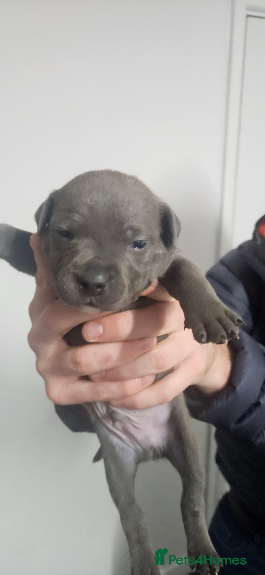 Mixed Breed dogs for sale: Mix Staffy puppies  - Image 14