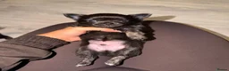 Chihuahua dogs for sale:  2 TINY LONGHAIRED CHIHUAHUA PUPPIES  - Advert 28