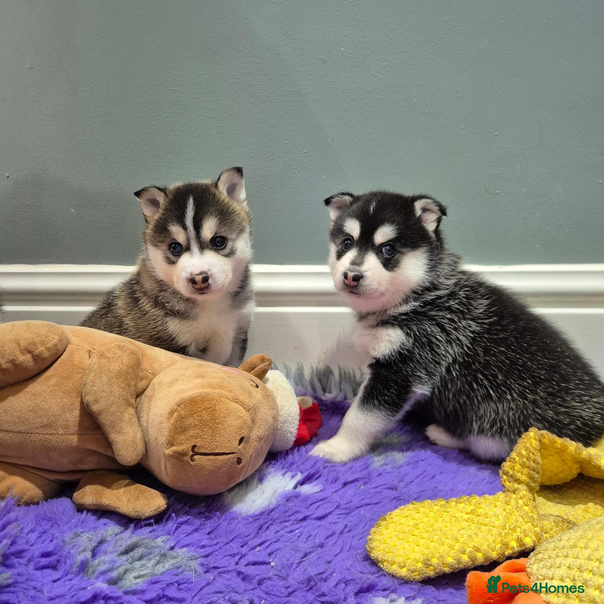 Pomsky dogs for sale: Pomsky puppies from Health tested parents - Advert 5