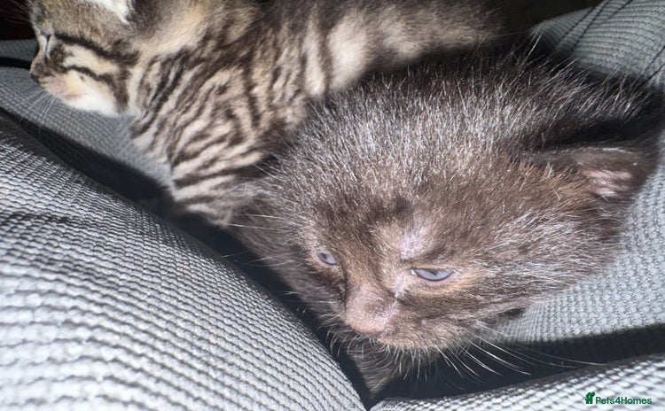 British Shorthair cats Kittens  - Advert 2