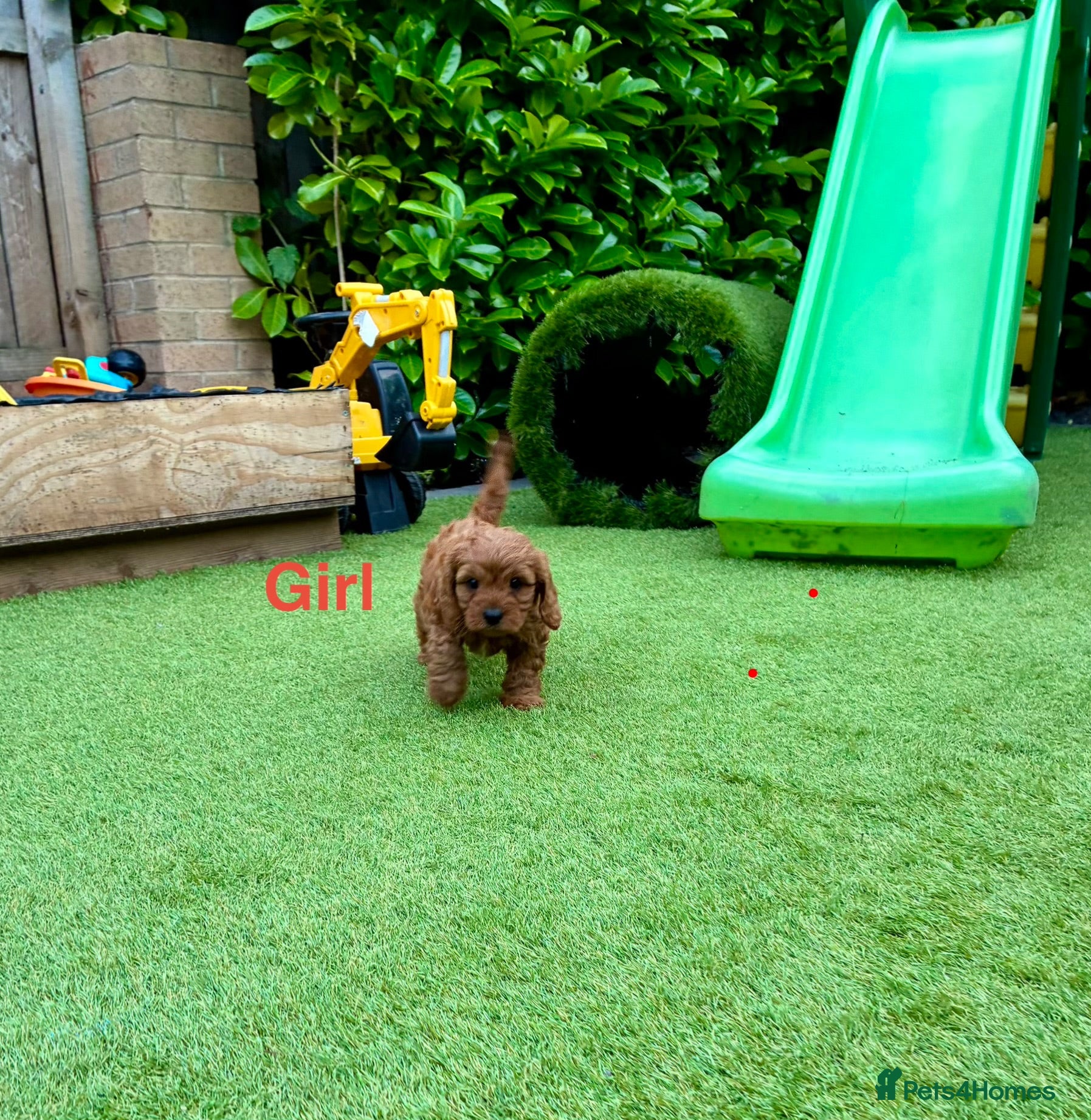 Cavapoo dogs Cavapoo puppies - Advert 4