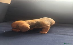Miniature Dachshund dogs for sale: Miniature smoothed haired dachshund  - Image 11