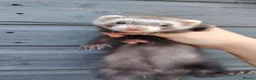 Ferret rodents for sale: Beautiful Ferret kits (half Angora)  - Advert 5