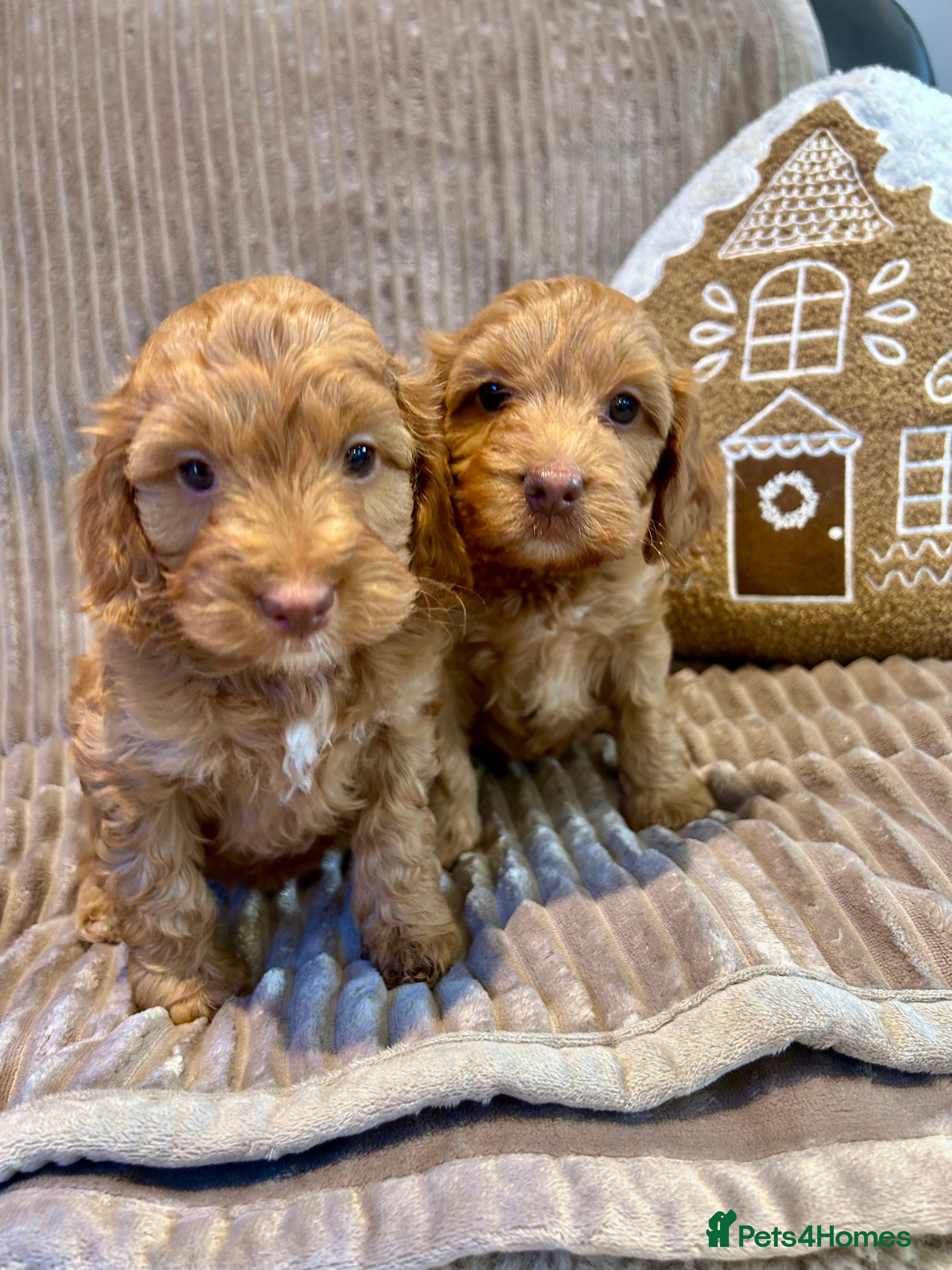 Cockapoo dogs F1 TOY SHOW TYPE DNA 🧬 CLEAR COCKAPOO BABIES 🧸 - Advert 1