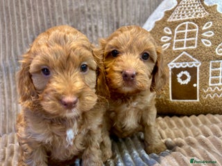 Cockapoo dogs F1 TOY SHOW TYPE DNA 🧬 CLEAR COCKAPOO BABIES 🧸 - Advert 3