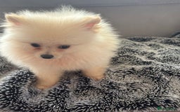 Pomeranian dogs for sale: ** Pomeranian Puppies 🐶🤍🐻🤎 - Image 18