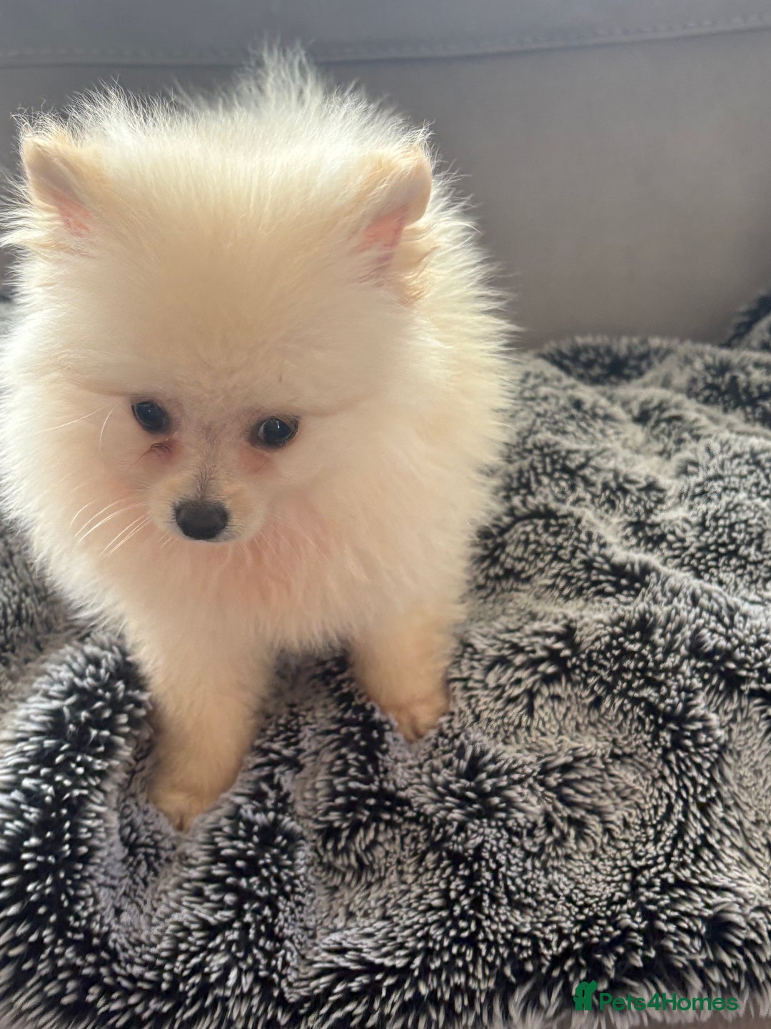 Pomeranian dogs for sale: ** Pomeranian Puppies 🐶🤍🐻🤎 - Image 18