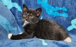 Mixed Breed cats for sale: 2 male kittens ready now - Image 15