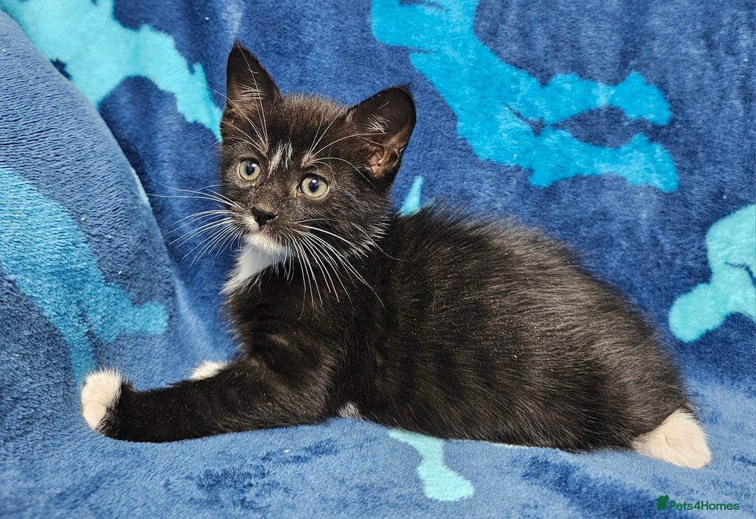 Mixed Breed cats for sale: 2 male kittens ready now - Image 15