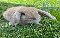 Mini Lop rabbits for sale: Mini Lop Rabbits For Sale  - Image 31