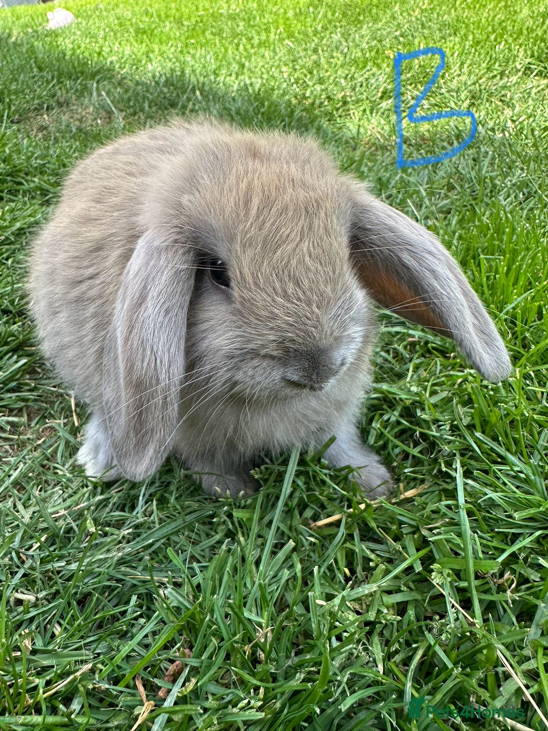 Mini Lop rabbits for sale: Mini Lop Rabbits For Sale  - Image 31