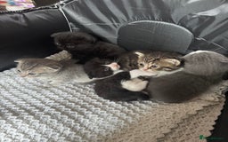 British Shorthair cats for sale: British shorthair cat  - Advert 19