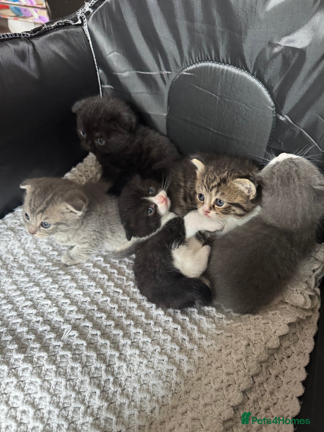 British Shorthair cats for sale: British shorthair cat  - Advert 19