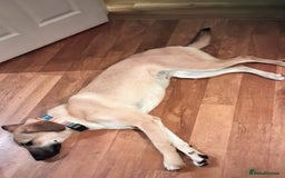 Mixed Breed dogs for adoption: Sallie – 10 months old, Female, Mixed Breed Pup - Advert 5