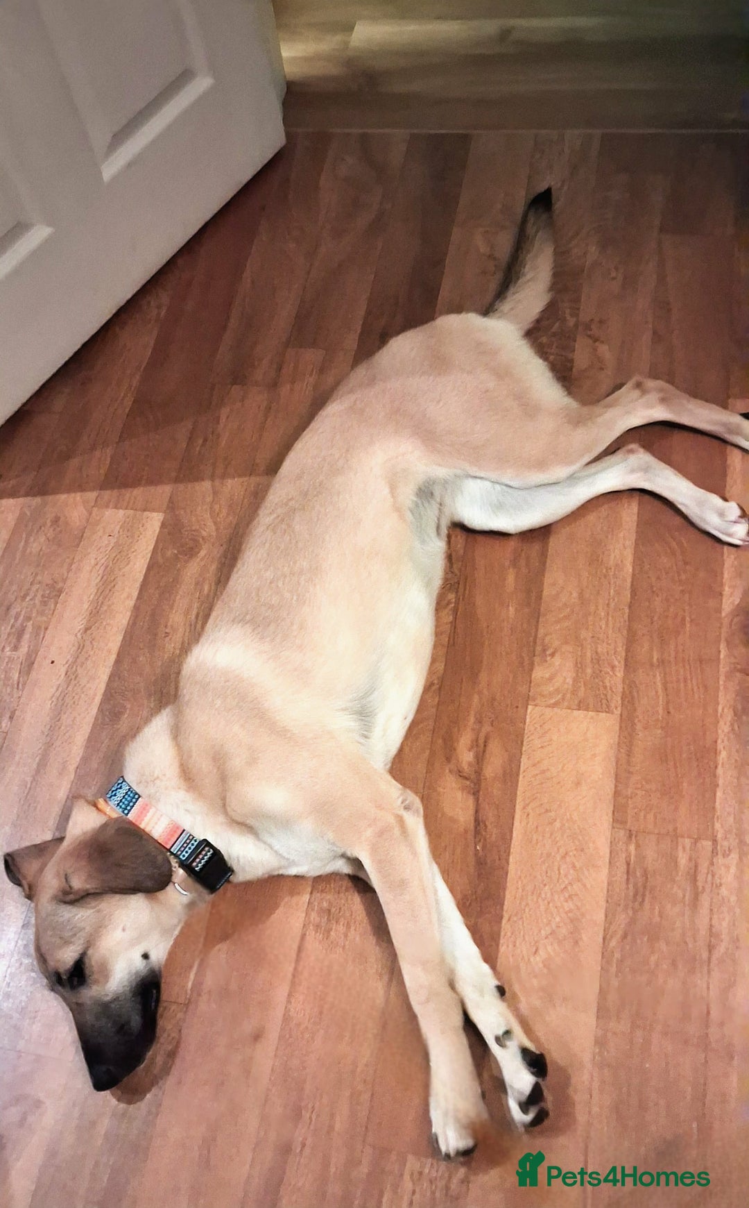 Mixed Breed dogs for adoption: Sallie – 10 months old, Female, Mixed Breed Pup - Advert 5