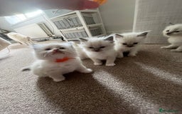 Ragdoll cats for sale: Beautiful Ragdoll kittens - Image 7
