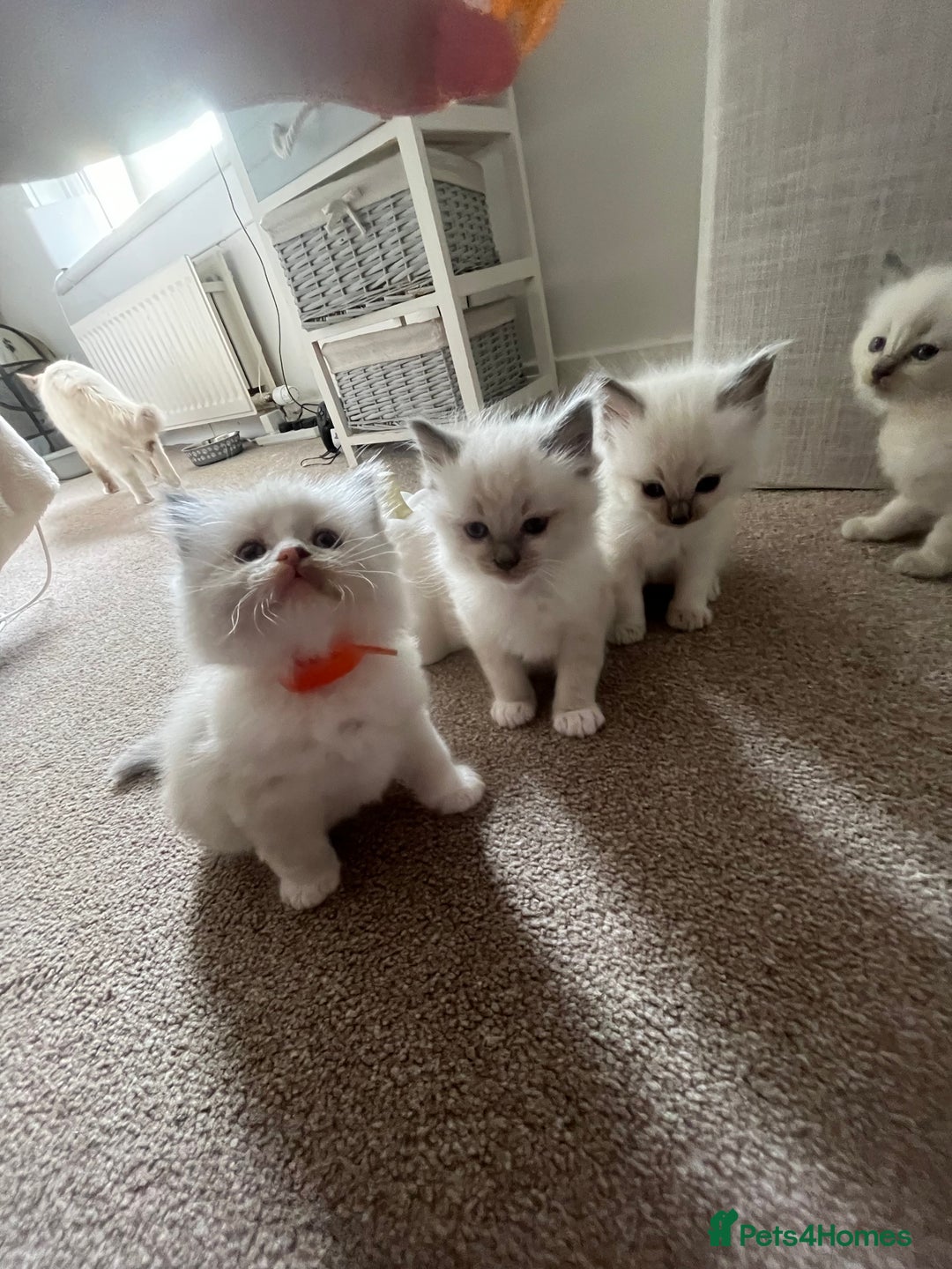 Ragdoll cats for sale: Beautiful Ragdoll kittens - Image 7