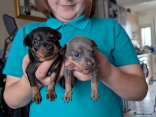 Russian Toy Terrier dogs - Advert 29