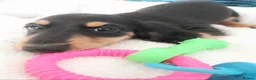 Miniature Dachshund dogs for sale: Long haired miniature dachshund - Advert 3