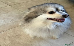 Pomeranian dogs for sale: Lovely mixed grey pomeranian male - Image 2