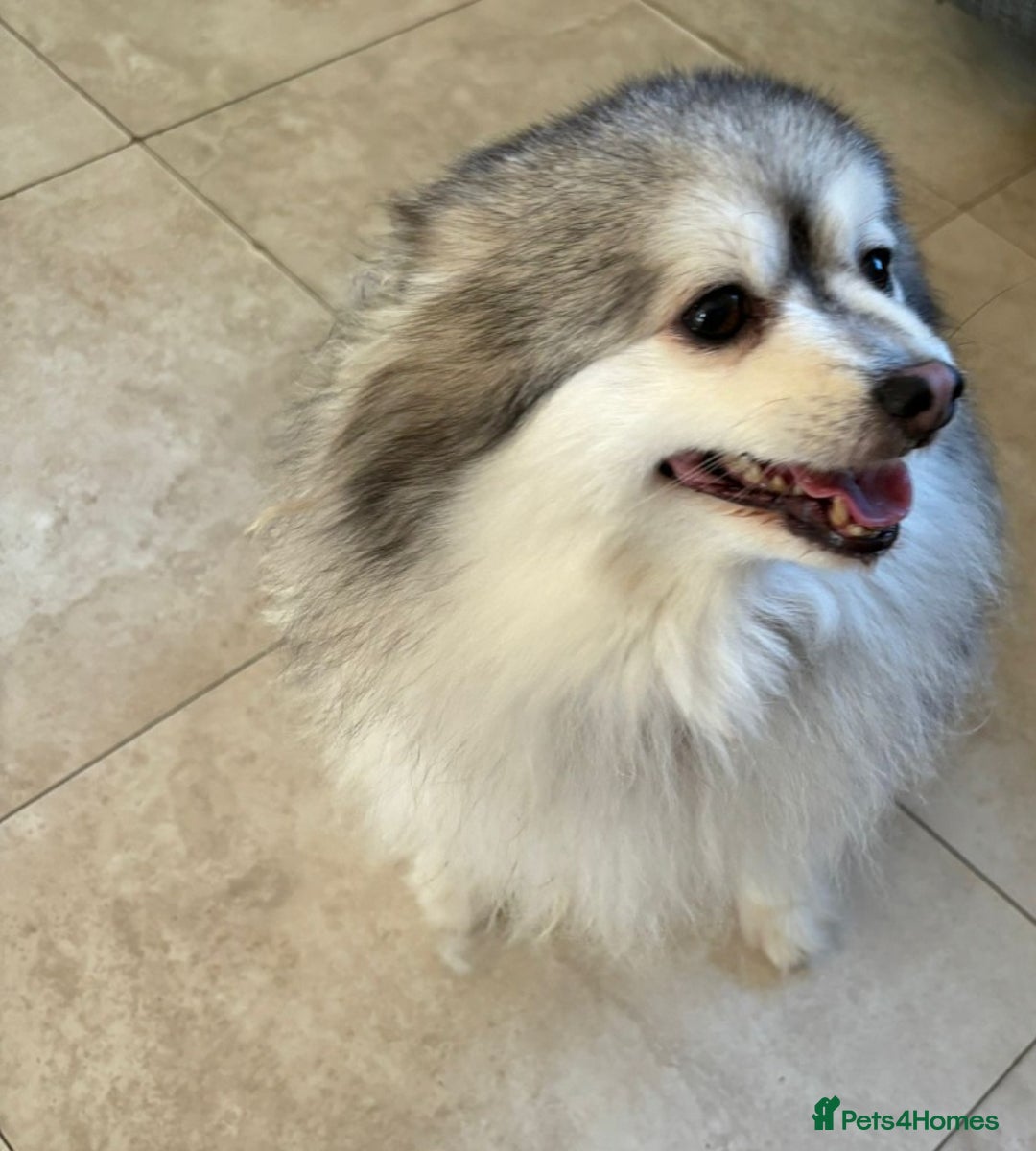 Pomeranian dogs for sale: Lovely mixed grey pomeranian male - Image 2