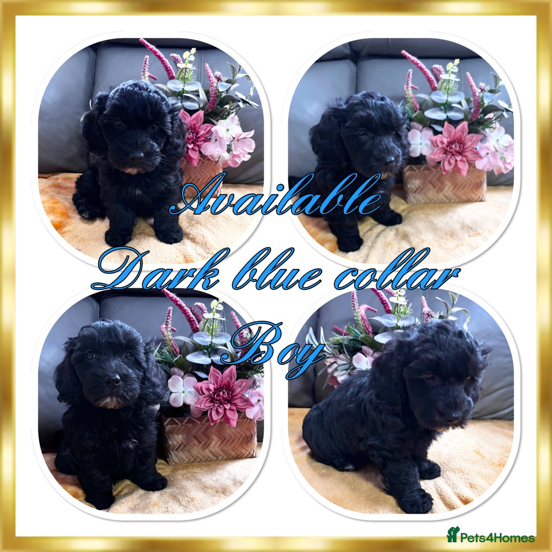Maltipoo dogs for sale: Beautiful Maltipoo💙 boys and girls❤️ pra clear in Newark - Image 9