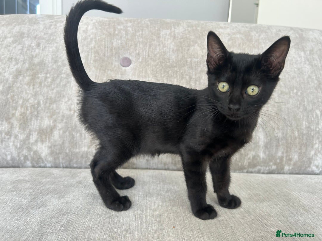 Bengal cats for sale: Two adorable Blue/Melanistic Bengal Kittens TICA  in Benfleet - Image 5