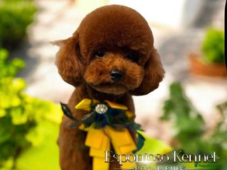 Toy Poodle dogs in Thetford - Advert 11