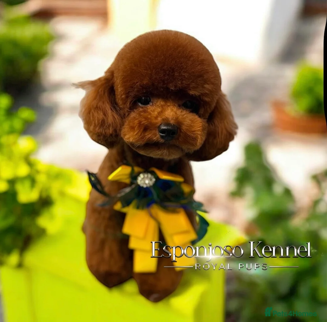 Toy Poodle dogs for stud: 🔥One-in-a-Million teddy Asian toy poodle DNA Stud in Thetford - Advert 20