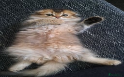 Scottish Fold cats for sale: Full vaccinated, microchiped, healthy c.kittens - Image 4