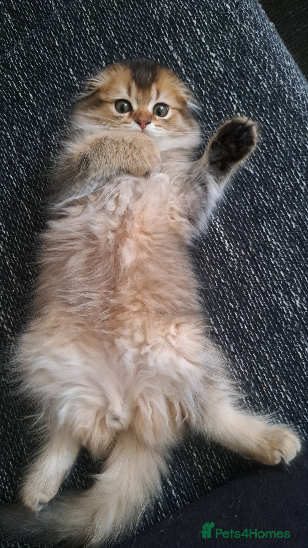 Scottish Fold cats for sale: Full vaccinated, microchiped, healthy c.kittens - Image 4