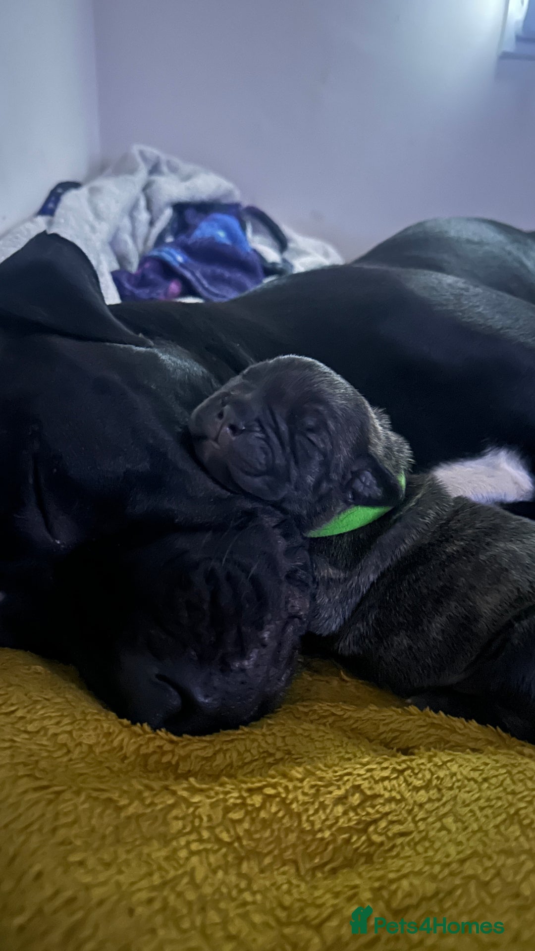 Mixed Breed dogs for sale: Staffordshire bull terrier puppies - Image 6