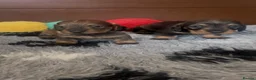 Dachshund dogs for sale: Wire- haired dacshund puppies  - Advert 3