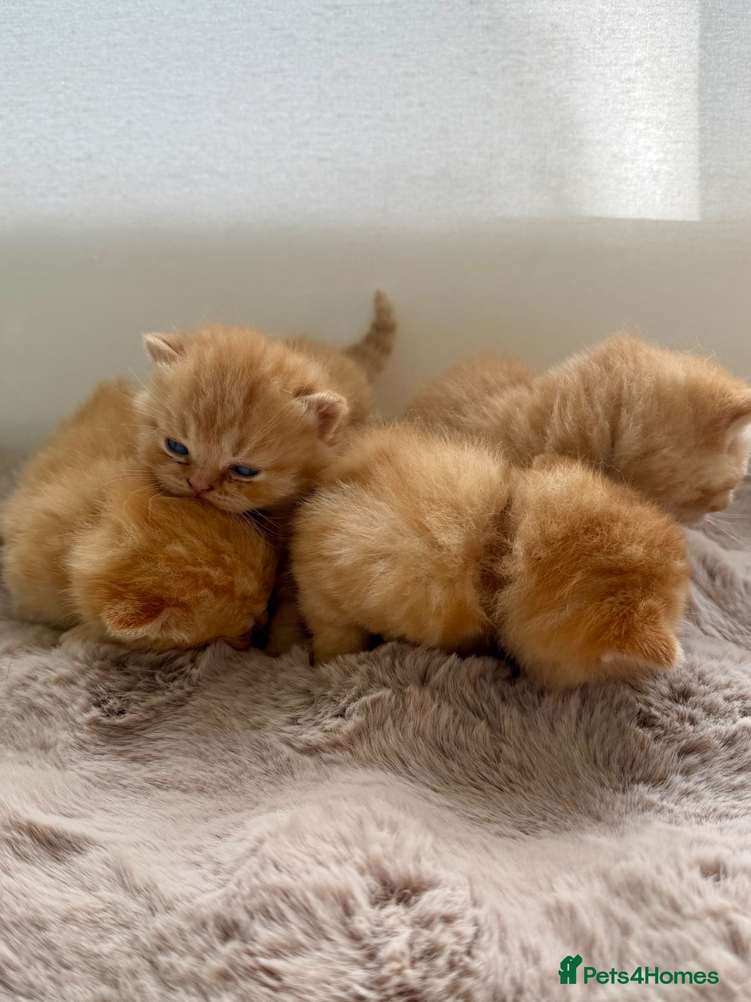 British Shorthair cats Stunning Chocolate BSH Kittens - Advert 2