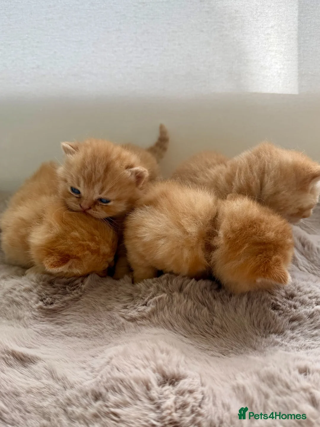 British Shorthair cats for sale: Stunning Chocolate BSH Kittens - Advert 2