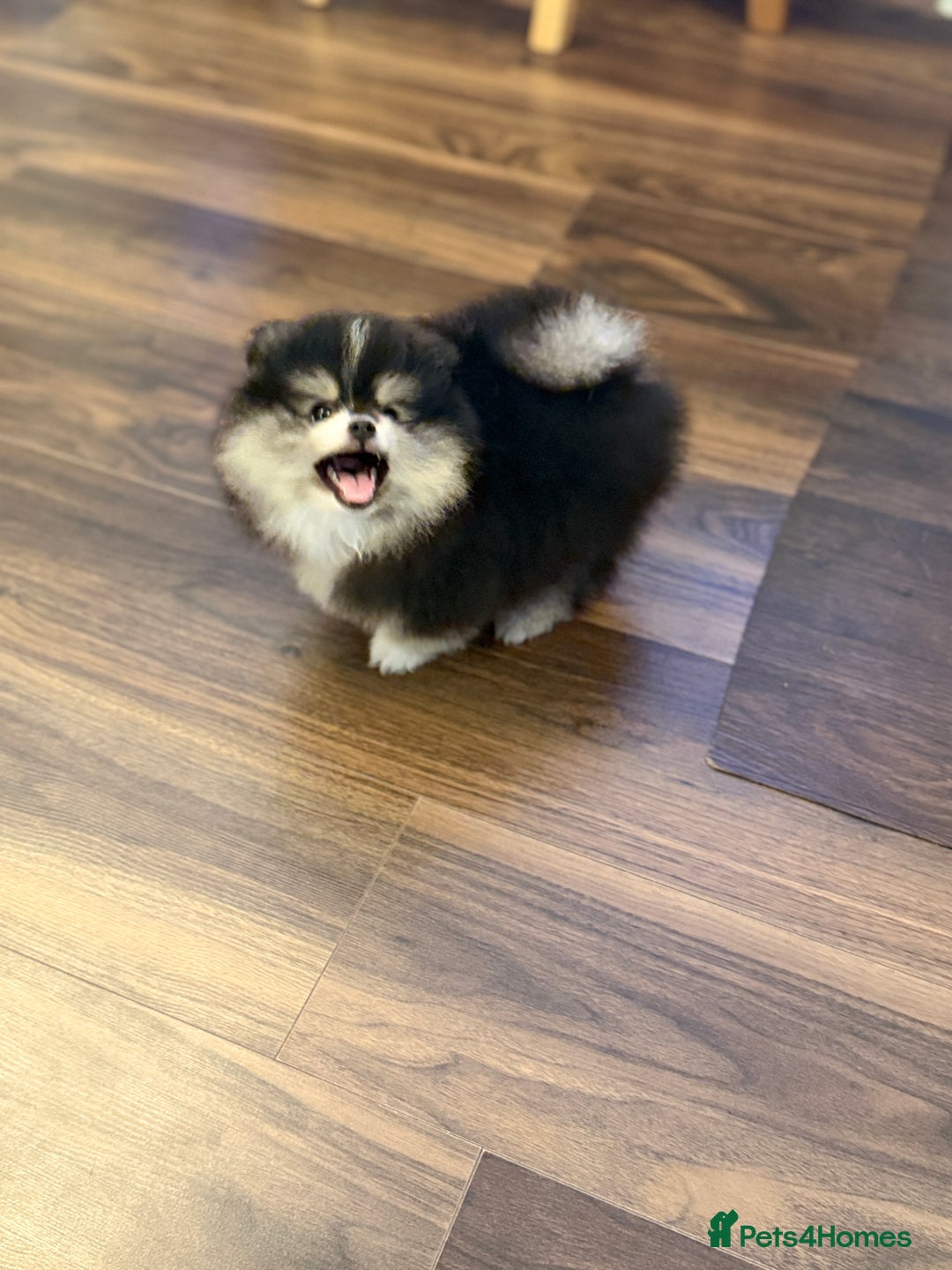 Pomeranian dogs for sale: Black &Tan Pomeranian puppy _Female - Advert 1