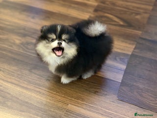 Pomeranian dogs Black &Tan Pomeranian puppy _Female - Advert 5