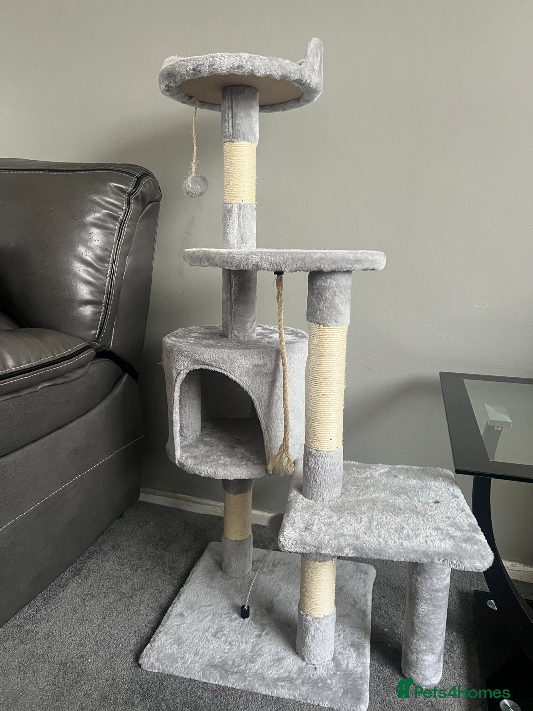 British Shorthair cats for sale: 11 Week Old Male Kitten Black & White Shorthair - Advert 27